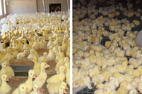 碳钎维发热电缆养殖场铺装