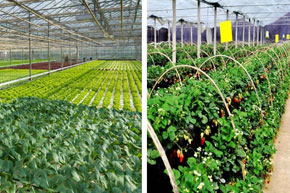 碳钎维发热电缆大棚铺装