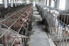 碳钎维发热电缆养殖场铺装