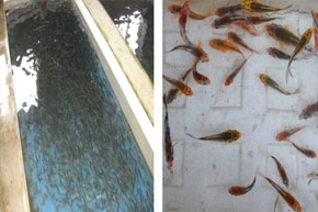 碳钎维发热电缆养殖场铺装