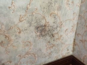 室内墙纸防霉保护