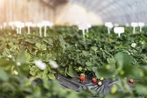 水果食用菌种植纳米银KDN-03多功能灭菌剂