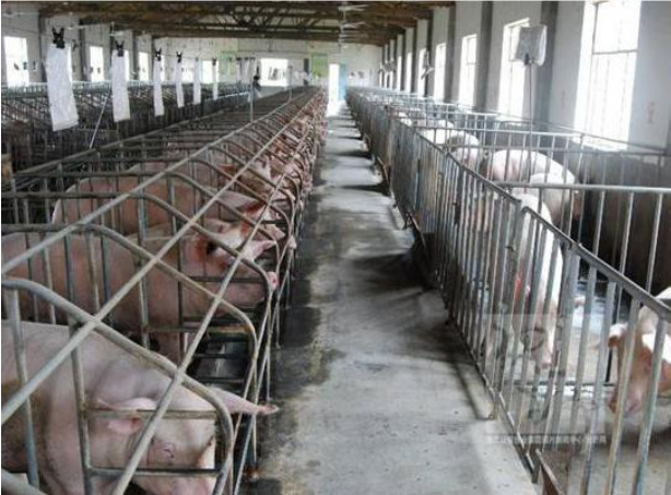 碳钎维发热电缆养殖场铺装